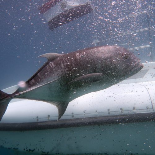 22-meters-Submarine-1-pyej5hnhtq7a34ql7kg8x9mnjbl87ebl7fhwggdx1k