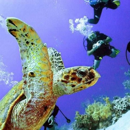 Diving-pt43tov1eyu06rlhzgdjnbgsggyh89zf5flp251qbs