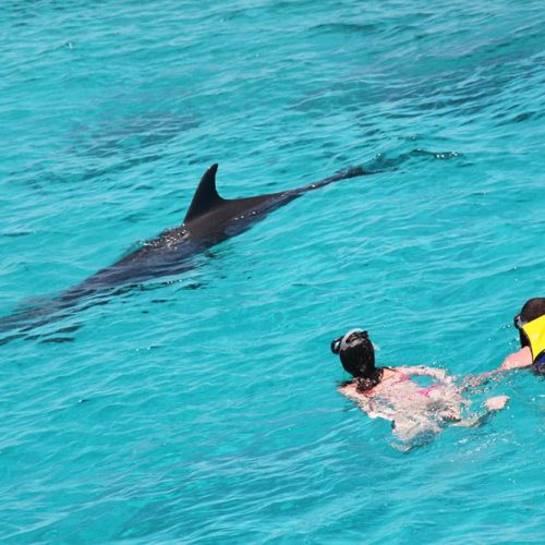 Dolphin-house-1-pym0gwjht8hqa7lxsypa75w2im4oqxfwj9std2weq0