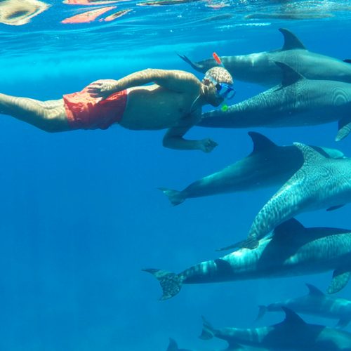 Dolphin-house-hurghada-pym0g4cc47f4lwqwdmih4d08p1zoc0byfe88ys27wo