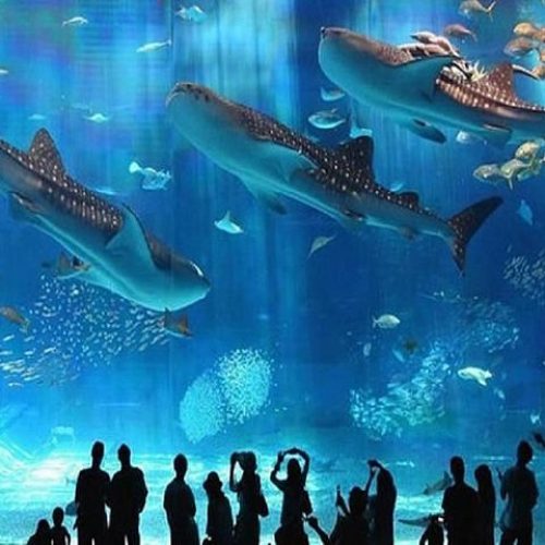 Grand-aquarium-hurghada-pym1h0iad3xaax5ny2mbhjuk2i5bgbsoi01c2rcxoo