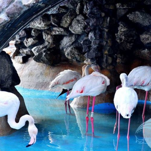 Grand-aquarium-zoo-pym1h80zvs7kvsuqq5vc1hy8tl495wmj7197wz1saw