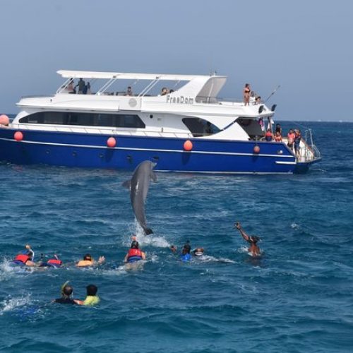 dolphin-house-pym0ghi2rvx54g7s8s7939op0g6tbrs757d1oniphk