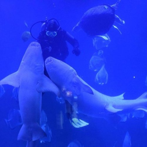 shark-show-pym1hpvxhmw10e4stvl8uvg03wo885lflhng18bb0o