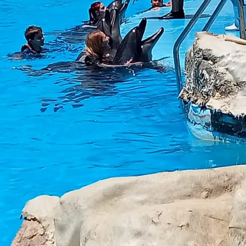 Dolphin show Makadi