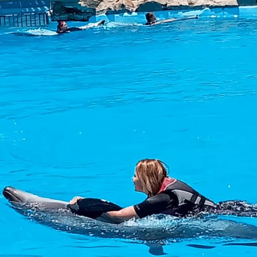 Dolphin Show