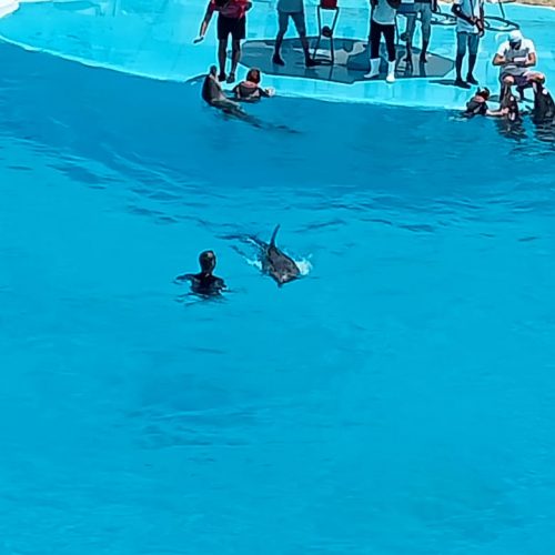 Dolphin Show