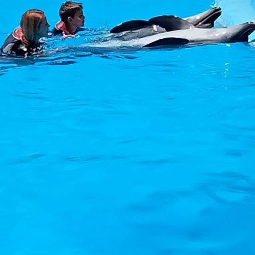 Dolphin Show